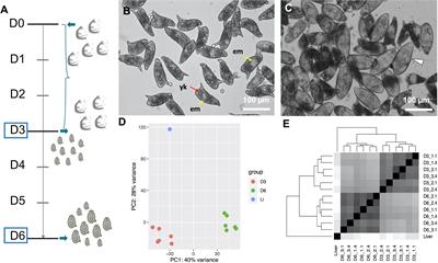 The Transcriptome of Schistosoma mansoni Developing Eggs Reveals Key Mediators in Pathogenesis and Life Cycle Propagation